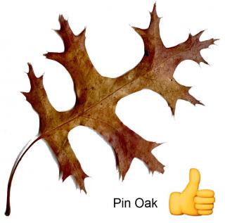 Leaf of a Pin Oak with a Thumbs Oup Graphic Noting