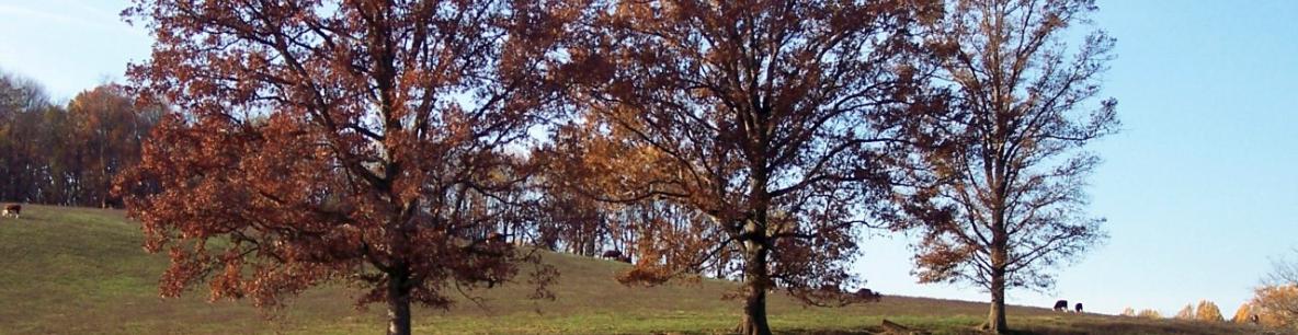 Broad Run 3 trees in the fall - Susan Hetrick