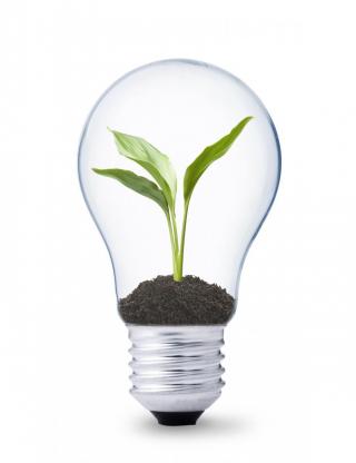 bulb with plant